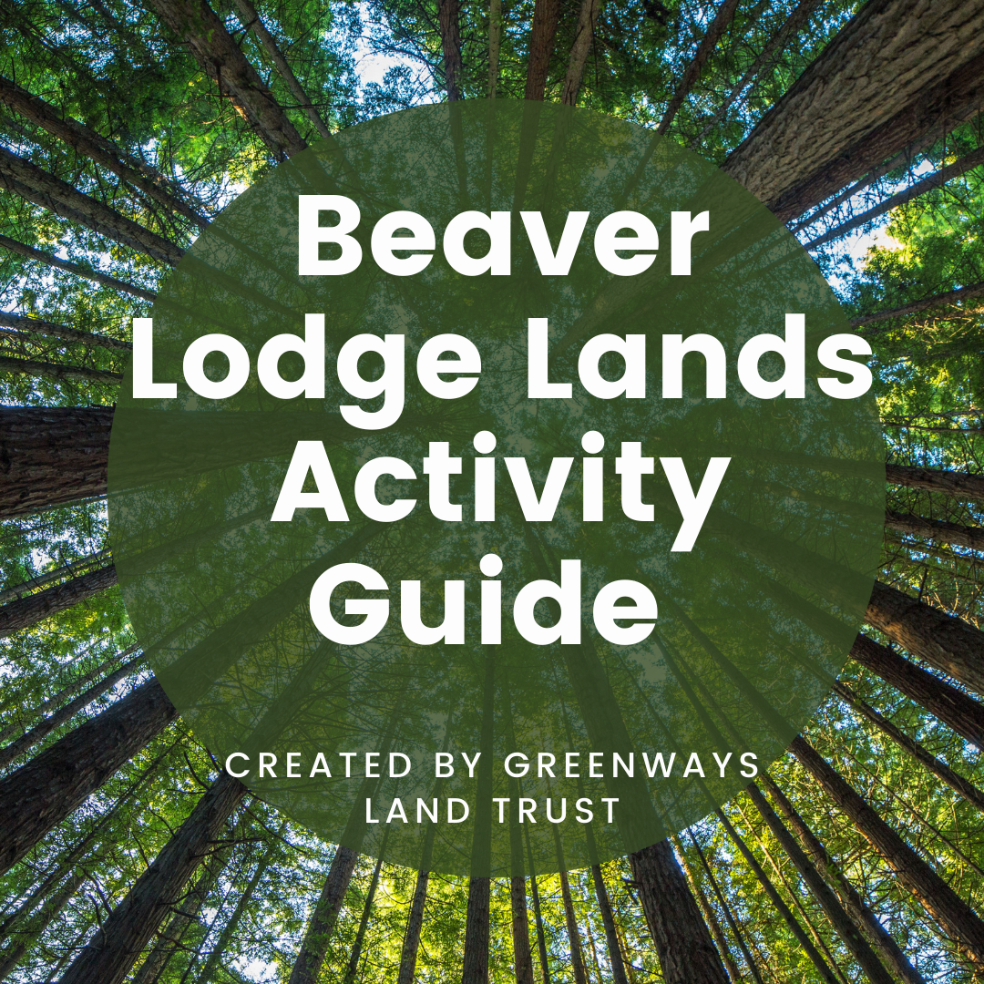 beaver%20lodge%20activity%20guide.png